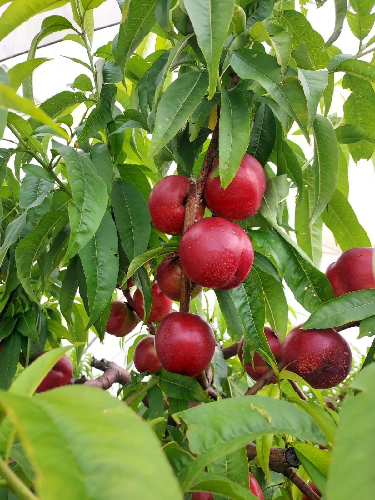 Nectarines